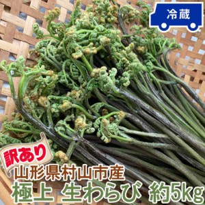 訳あり わらび 5kg 山形県 村山市産 極上 生 山菜 ワラビ 蕨 送料無料 クール便 冷蔵 産地直送 [訳あり 山形県産極上わらび５キロ]