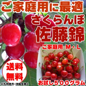 予約販売 さくらんぼ 訳あり ご家庭用 佐藤錦 500g 山形県東根産  [佐藤錦Ｍ・Ｌ５００グラム] チルド便（クール便）