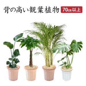 観葉植物 オーガスタ パキラ アレカヤシ モンステラ 本物 大型 7号 観葉 植物 室内用 7号鉢 室内 風水 鉢植え インテリア 開店祝い 移転