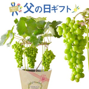 父の日 ギフトブドウ鉢植え ぶどう鉢植え 葡萄鉢植え ブドウの木 葡萄の木 ぶどうの木 果物の木 送料無料 父の日プレゼント 鉢花