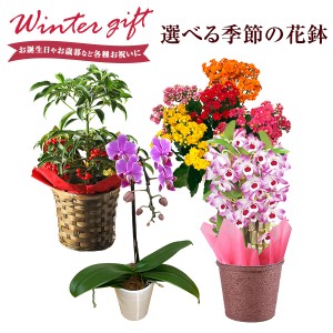 デンドロビウム カランコエ 万両 胡蝶蘭 鉢植え 花 ギフト プレゼント お花 5号鉢 鉢花 花鉢 縁起物 東北〜関西送料無料 お歳暮 クリスマ