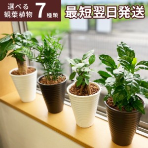 観葉植物 本物 ガジュマル パキラ サンスベリア テーブルヤシ サンセベリア コーヒーの木 ディフェンバキア ガジュマルの木 ヤシの木 観