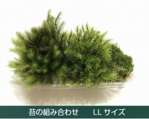 テラリウム 観葉植物 種類の通販 Au Pay マーケット