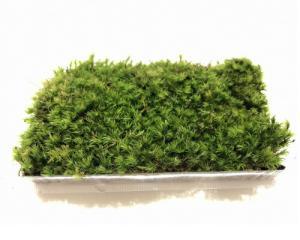 テラリウム 容器の通販 Au Pay マーケット