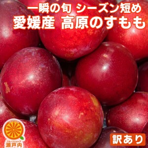 愛媛産 高原のすもも 訳あり 約1.4kg【クール便送料無料(一部地域除く)】不揃い 愛媛県産 スモモ 李 酢桃 プラム フルーツ 旬の果物 くだ