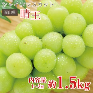 送料無料  シャインマスカット 晴王 岡山県 シャンマスカット 約 1.5kg 1〜3房 岡山 ご家庭用 マスカット ぶどう ギフト お中元 暑中見舞