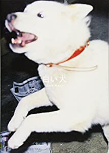 白い犬(中古品)