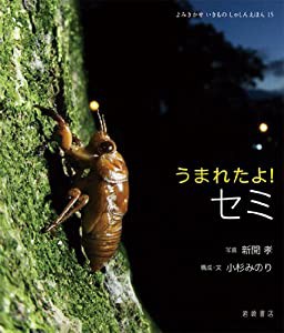 うまれたよ! セミ (よみきかせ いきものしゃしんえほん 15)(中古品)