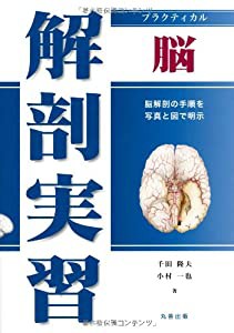 プラクティカル 解剖実習 脳(中古品)