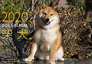 2020カレンダー ドッグズアルバム「柴犬」 ([カレンダー])(中古品)