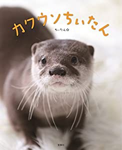 カワウソちぃたん(中古品)