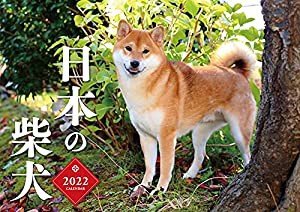 日本の柴犬カレンダー2022 (壁掛け) ([カレンダー])(中古品)