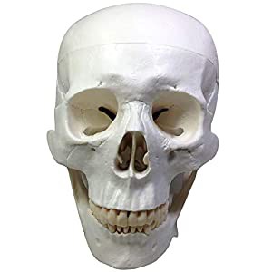 実物大 超精密 頭蓋骨 模型 顎関節 可動 タイプ 歯科 耳鼻科 眼科 学校教材用 頭部 プロップ 骸骨 髑髏 ドクロ スカル ガイコツ 