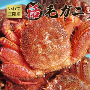 三陸産【活毛ガニ】【送料無料】北三陸産 活毛ガニ 大サイズ2杯（約1.1kg〜1.3kg）※お届け日指定不可【毛がに】【毛蟹】