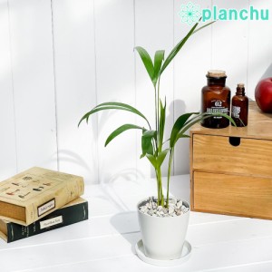 観葉植物 アレカヤシ 3.5号鉢 受け皿付き 育て方説明書付き Dypsis lutescens ヤシ ディプシス コガネタケヤシ ヤマドリヤシ