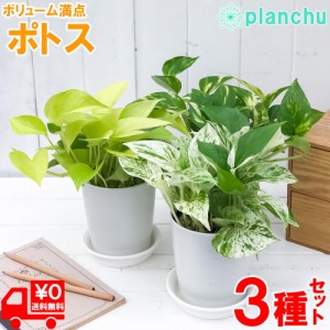 観葉植物 ポトス 3種セット ゴールデン ライム マーブルクイーン 4号鉢 受け皿付き 育て方説明書付き エピプレムヌム