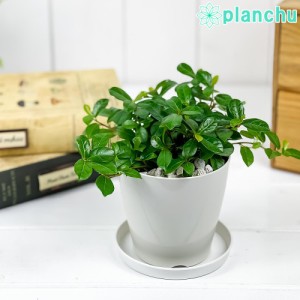 観葉植物 フィカス シャングリラ 3.5号鉢 受け皿付き 育て方説明書付き Ficus vaccinioides つる性ガジュマル テリハイヌビワ バッキニオ