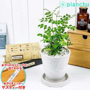 シマトネリコ 鉢植えの通販 Au Pay マーケット