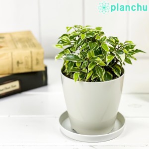 幸運 呼ぶ 観葉 植物の通販 Au Pay マーケット