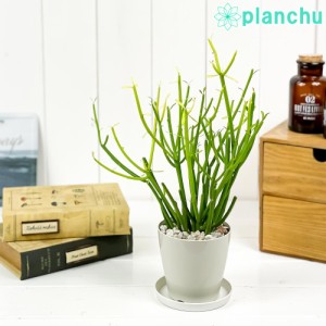 多肉植物 ユーフォルビア ティルカリ ファイヤースティック 3.5号鉢 受け皿付き Euphorbia tirucalli ‘Fire Sticks’ スティックオンフ