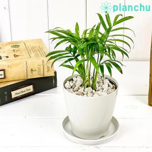 観葉植物高性 チャメドレアの通販 Au Pay マーケット