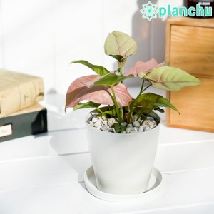 観葉植物 シンゴニウム ネオン 3.5号鉢 受け皿付き 育て方説明書付き Syngonium podophyllum ‘Neon’