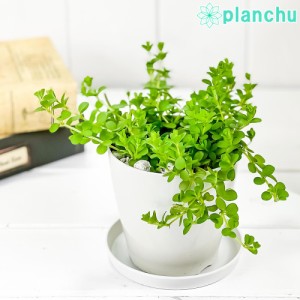 観葉植物 ペペロミア デピーナ 3.5号鉢 受け皿付き 育て方説明書付き Peperomia deppeana アロマペペ