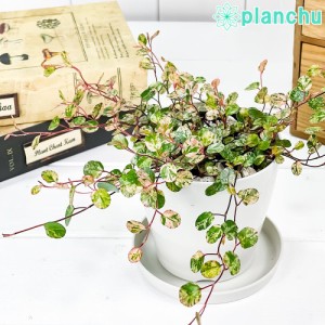 観葉植物 ワイヤープランツ スポットライト 3.5号鉢 受け皿付き 育て方説明書付き Muehlenbeckia complexa ‘Spotlight’ ミューレンベッ