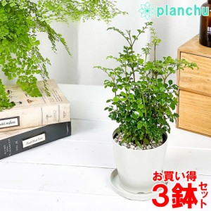 トネリコ 観葉 植物の通販｜au PAY マーケット