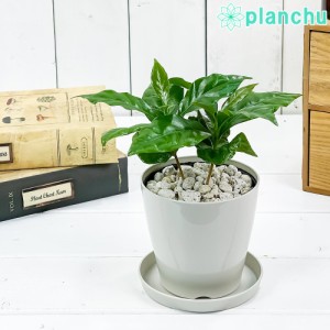 観葉植物 コーヒーノキ アラビカ 3.5号鉢 受け皿付き 育て方説明書付き Coffea arabica コーヒーの木 珈琲の木 アラビカコーヒー