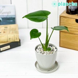 観葉植物 モンステラ 3.5号鉢 受け皿付き 育て方説明書付き Monstera