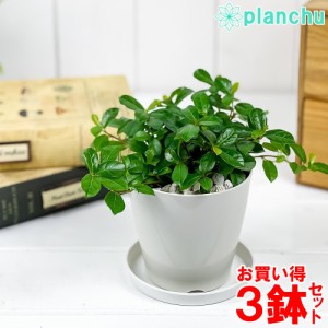 観葉植物 フィカス シャングリラ 3.5号鉢 3鉢セット 受け皿付き 育て方説明書付き Ficus vaccinioides つる性ガジュマル テリハイヌビワ 