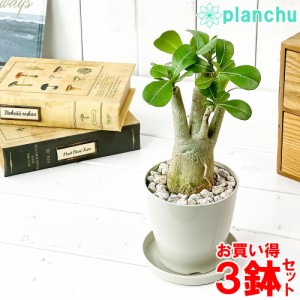 観葉植物 アデニウム 3.5号鉢 3鉢セット 受け皿付き 育て方説明書付き Adenium コーデックス 塊根植物 多肉植物