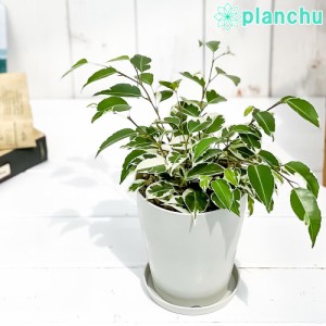 観葉植物 フィカス ベンジャミン スターライト 4号鉢 受け皿付き 育て方説明書付き Ficus benjamina ‘Star Light’ 幸運を呼ぶ木 ゴムノ