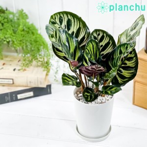 観葉植物 カラテア マコヤナ 4号鉢 受け皿付き 育て方説明書付き Calathea makoyana 五色矢羽根芭蕉 ゴシキヤバネバショウ