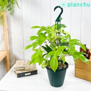 観葉植物 フィロデンドロン フロリダゴースト 6号吊り鉢 育て方説明書付き Philodendron ‘Florida ghost’ アロイド