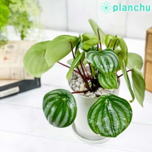 観葉植物 ペペロミア アルギレイア 4号鉢 受け皿付き 育て方説明書付き Peperomia argyreia スイカペペ