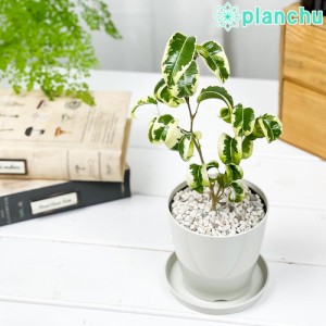 観葉植物 フィカス ベンジャミン シタシオン 3.5号鉢 受け皿付き 育て方説明書付き Ficus benjamina ‘Sitasion’ 幸運を呼ぶ木 ゴムノキ