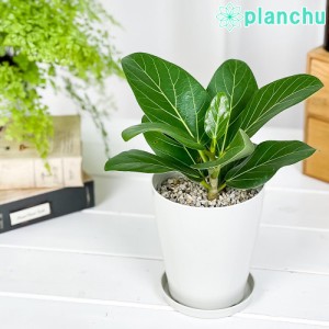 観葉植物 フィカス ベンガレンシス 4号鉢 受け皿付き 育て方説明書付き Ficus benghalensis ベンガルボダイジュ ゴムノキ ゴムの木