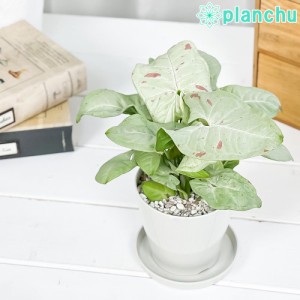 観葉植物 シンゴニウム コンフェッティ 3.5号鉢 受け皿付き 育て方説明書付き Syngonium podophyllum ‘Confetti’ ダズルカラー