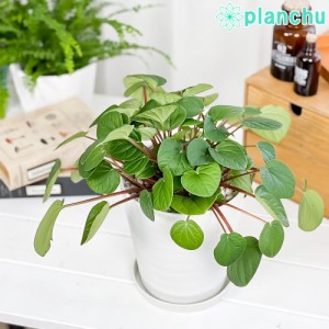 観葉植物 ペペロミア ラナ 5号鉢 受け皿付き 育て方説明書付き Peperomia ‘Rana’