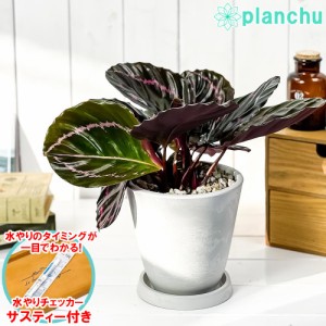 観葉植物 カラテア ドッティ 5号樹脂鉢 ホワイト サスティー付き 受け皿付き 育て方説明書付き Calathea roseopicta ‘Dottie’