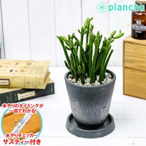 観葉植物 ユーフォルビア セドロルム 4号樹脂鉢 ダークグレー サスティー付き 受け皿付き 育て方説明書付き Euphorbia cedrorum オンコク