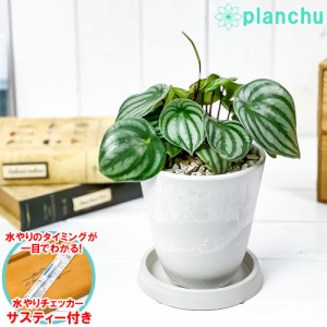 観葉植物 ペペロミア アルギレイア 4号樹脂鉢 ホワイト サスティー付き 受け皿付き 育て方説明書付き Peperomia argyreia スイカペペ