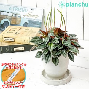 観葉植物 ペペロミア ナポリナイツ 4号樹脂鉢 ホワイト サスティー付き 受け皿付き 育て方説明書付き Peperomia cv.