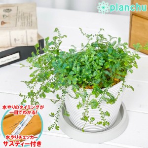 観葉植物 セラギネラ レインボーファン 4号樹脂鉢 ミディホワイト サスティー付き 受け皿付き 育て方説明書付き Selaginella uncinata コ