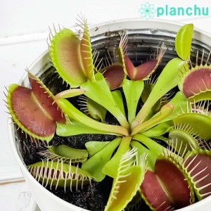 食虫植物 ディオネア ムスキプラ 3.5号鉢 受け皿付き 育て方説明書付き Dionea muscipula ハエトリソウ