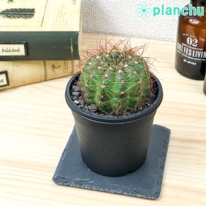 観葉植物 日陰の通販 Au Pay マーケット 2ページ目