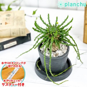 多肉植物 ユーフォルビア ゴルゴニス 3.5号樹脂鉢 ミディダークグレー サスティー付き 受け皿付き 育て方説明書付き Euphorbia gorgonis 