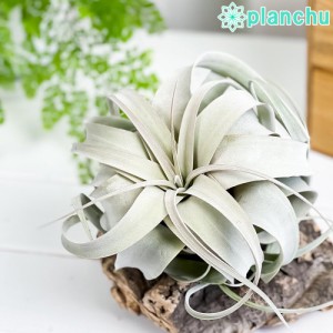 エアプランツ ティランジア キセログラフィカ Mサイズ 1株 育て方説明書付き Tillandsia xerographica エアープランツ チランジア